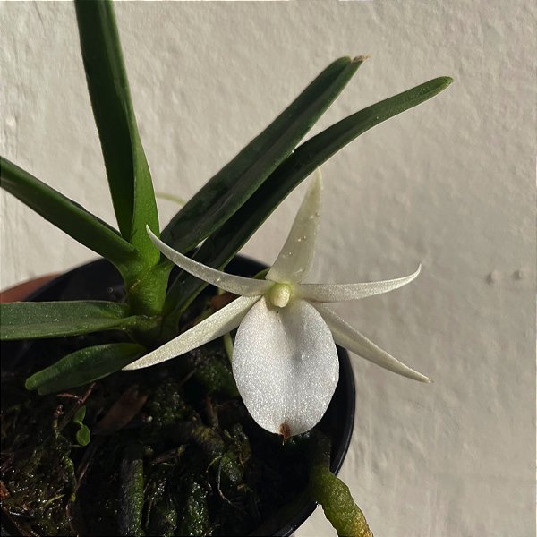 Angraecum didieri