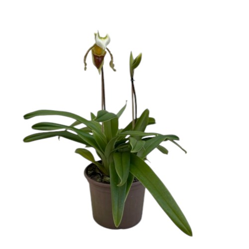 Paphiopedilum leeanum comum Entouceirado (Sapatinho)