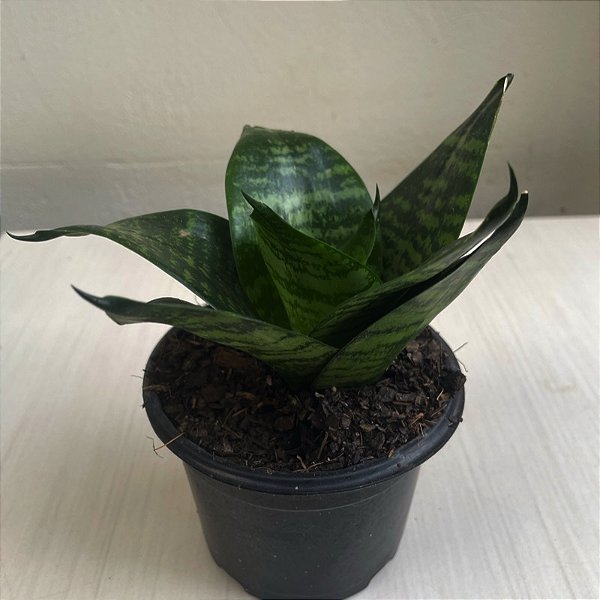 Folhagem Mini Espada de São Jorge