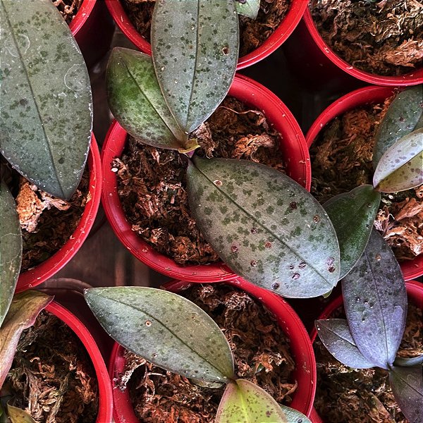 Phalaenopsis schilleriana