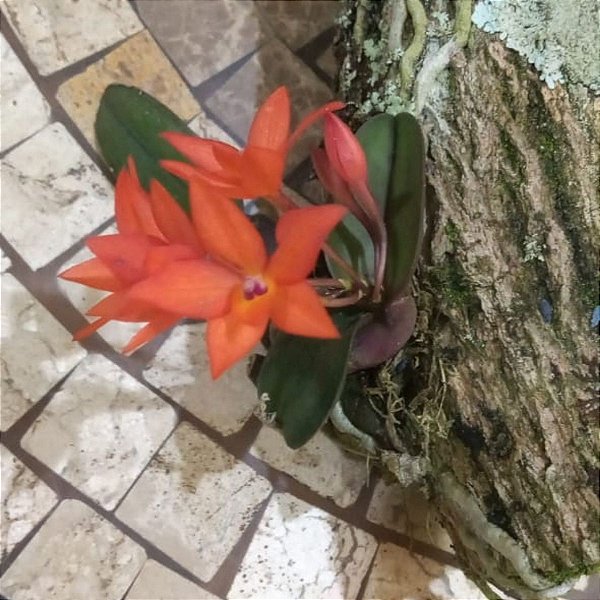 Sophronitis cernua (Cattleya)