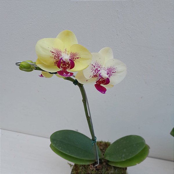 Kokedama de Orquídea Phalaenopsis (Bailarina) cores diversas Acabamento Neutro com Suporte Preto