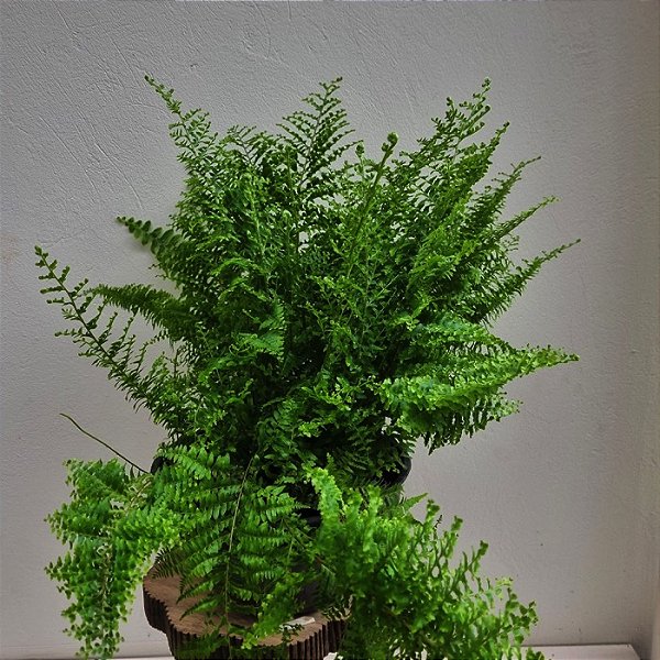 Samambaia cabelo de anjo ou asa de anjo (Adiantum raddianum)