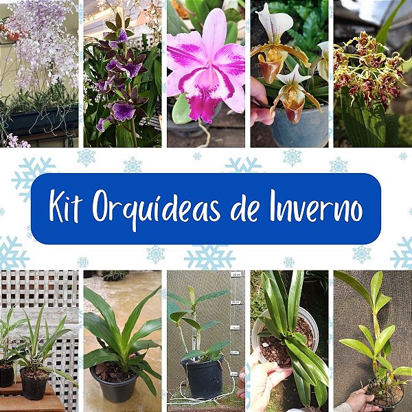 Kit 5 Orquídeas de Inverno