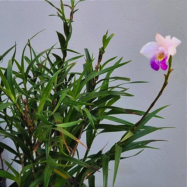 Mini Arundina (Mini Orquídea Bambu)