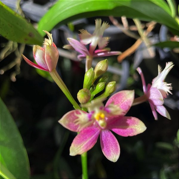 Epidendrum Sakura Rosa