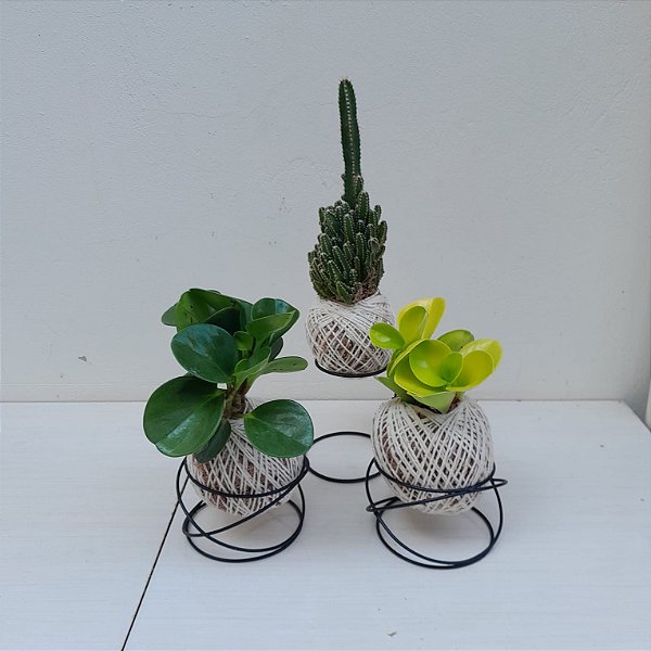 Kit 3 Kokedamas: peperomia verde, peperomia neon e cacto com suporte