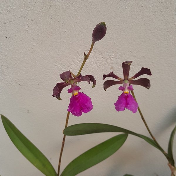 Encyclia cordigera var. atropurpurea