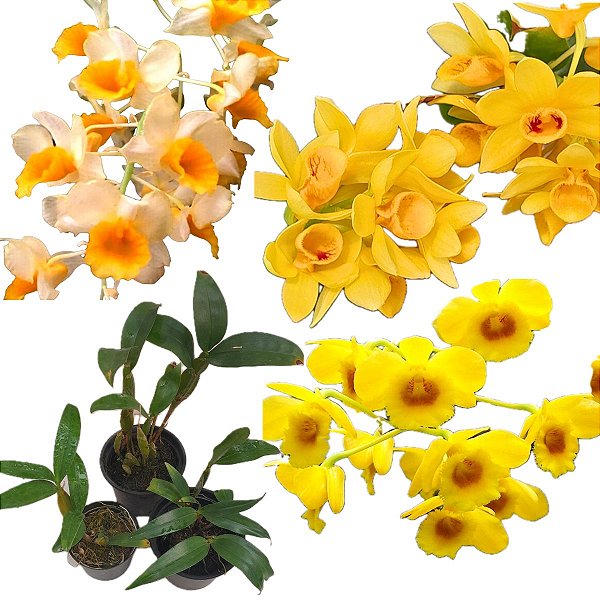 Kit 3 Dendrobium Famosos para Coleção: thyrsiflorum x farmerii, chrysotoxum e sulcatum
