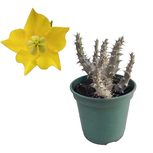 Folhagem Palmeira de Madagascar Flor Amarela (Pachypodium horombense)