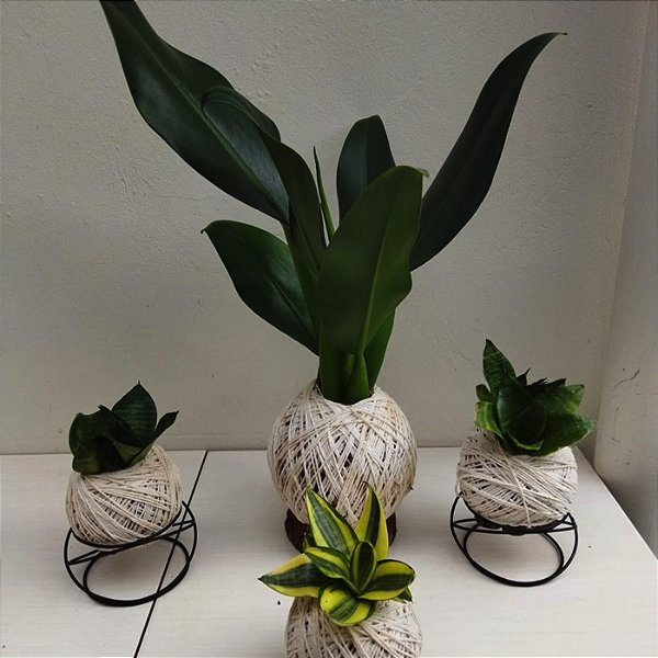 Kit Kokedama de Pacová com 3 Mini Kokedamas de Espadinha + Suportes