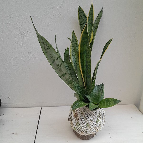 Kokedama trio de Espadas de São Jorge, Santa Rita/Santa Bárbara com Suporte de Madeira