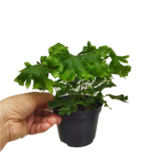 Folhagem Samambaia Cristata Pequena ("Nephrolepis exaltada")