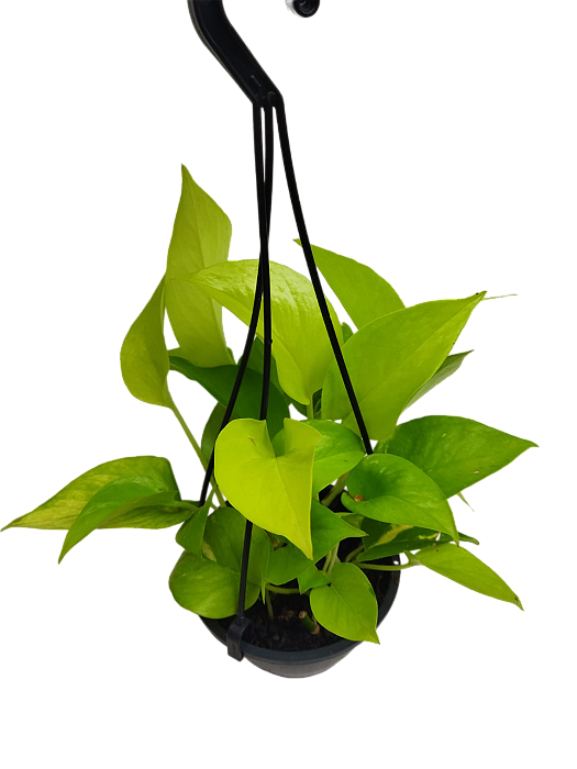 Folhagem Jiboia Neon Pequeno (Vaso de Cuia)