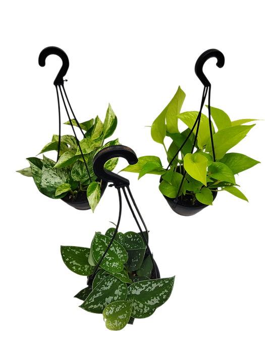 Kit 3 Jiboias - Jiboia Branca, Jiboia Neon e Jiboia Prateada
