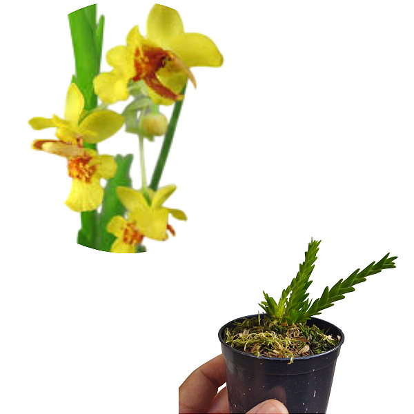 Lockhartia lunifera
