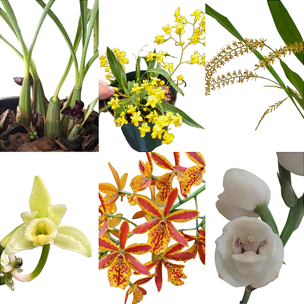 Kit Orquídeas Especiais para Coleção