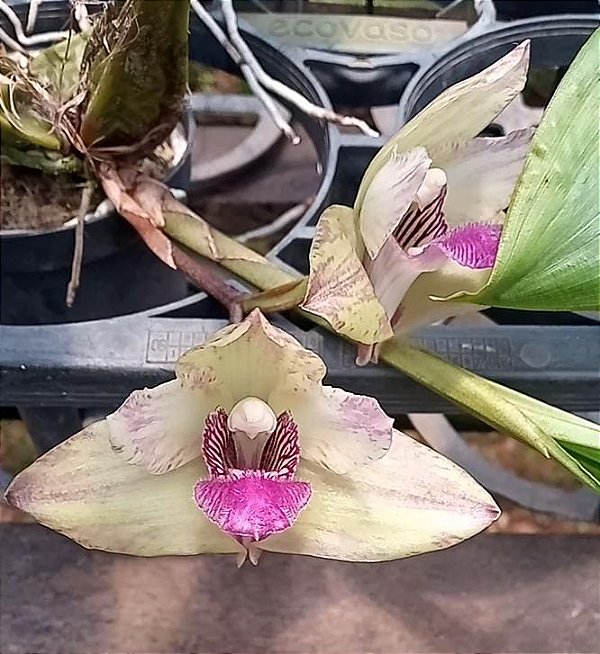 Bifrenaria harrisoniae x Bifrenaria wittigii