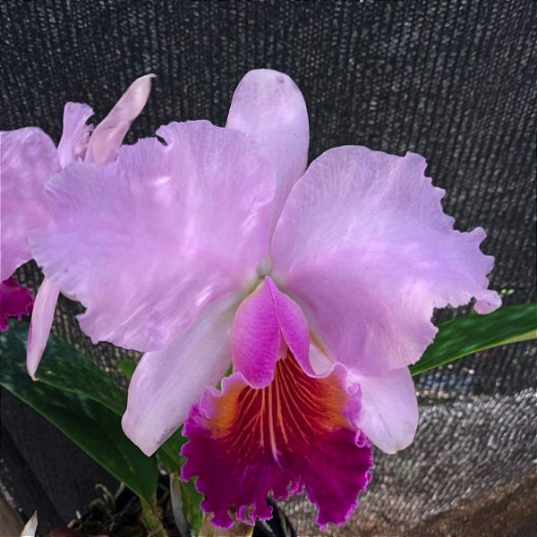 Cattleya lueddemanniana x Lc. Bonanza