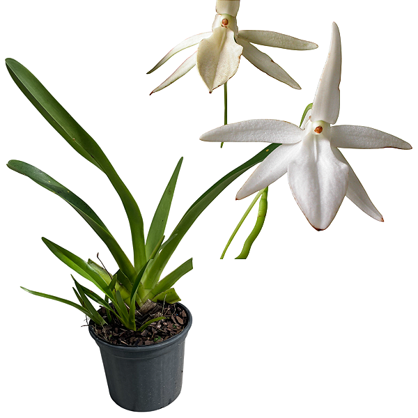 Jumellea sagittata (Jumellea Sagrada)