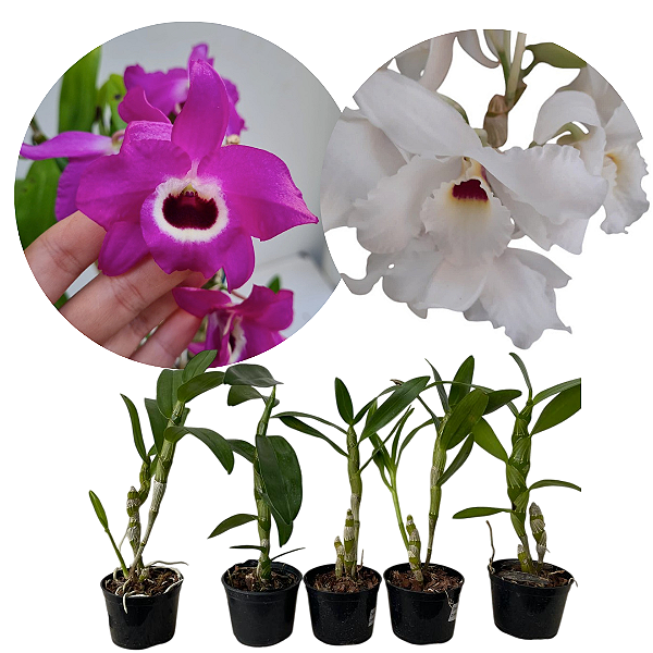 Kit 5 Mudas Dendrobium nobile