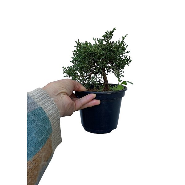 Folhagem Bonsai Shimpaku Itoigawa com 4 anos