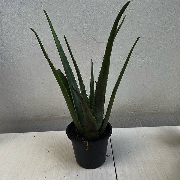 Suculenta Babosa (Aloe vera)