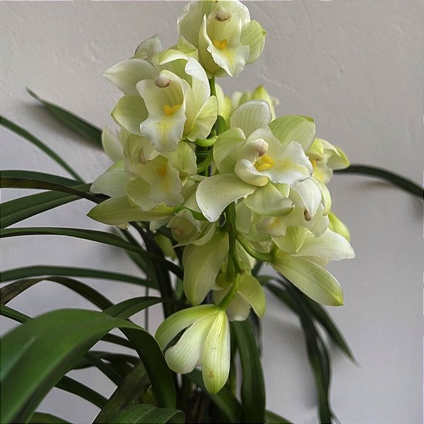 Cymbidium branco (muda sem flor)