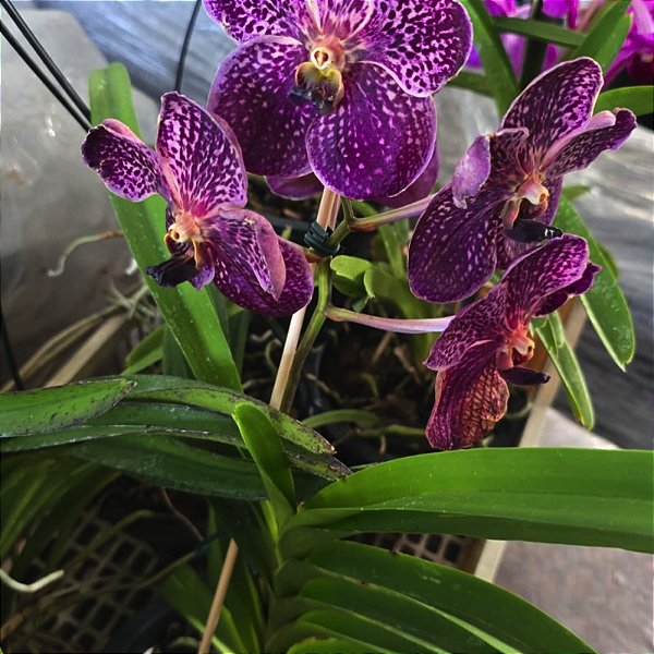 Vanda Chocolate Brown Orquídea Aérea