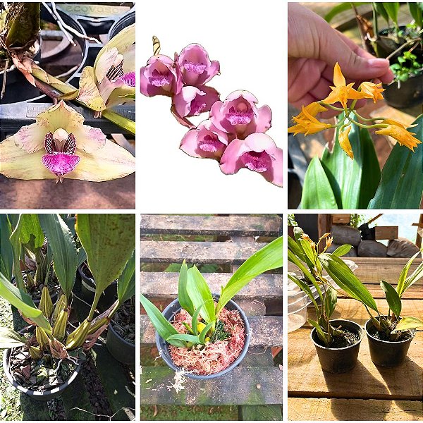 Kit 3 Espécies Bifrenaria (tyrianthina, aureofulva e harrisoniae x wittigii)