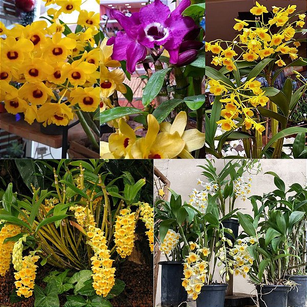 Kit 5 Orquídeas Dendrobium: fimbriatum, nobile, cryzotoxum, thyrsiflorum e densiflorum.
