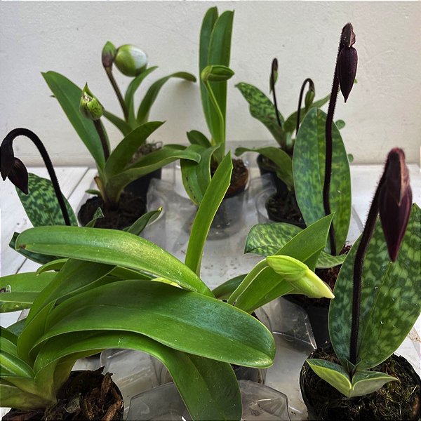 Kit 3 Paphiopedilum Exótico Mudas Variadas (Sapatinho)
