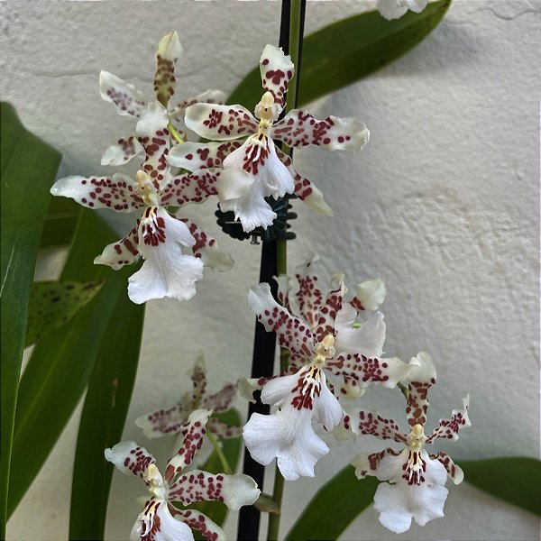 Oncidium Speckled Spire 'Snowflake' (Onc. Rex Van Delden × Onc. aurarium)