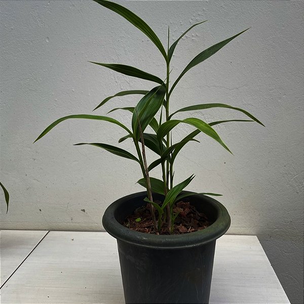 Sobralia liliastrum