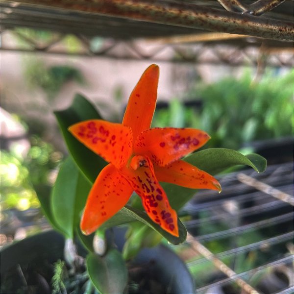 Cattleya aurantiaca 'Mishima Spot'