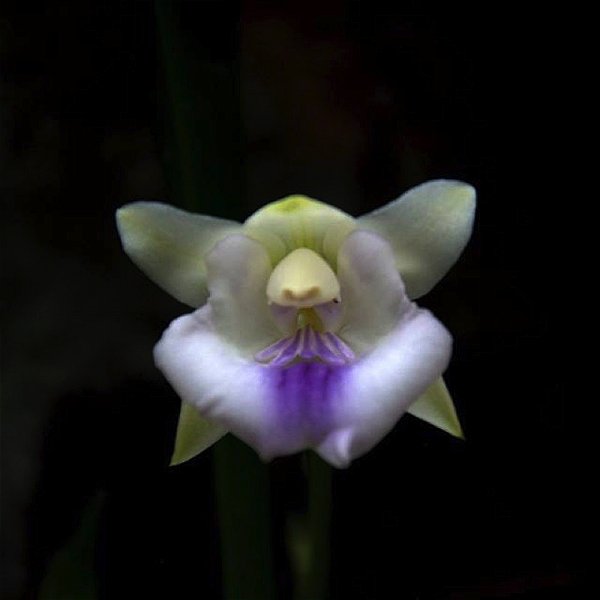 Cochleanthes candida