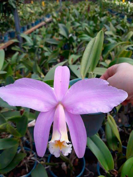 Laelia jongueana