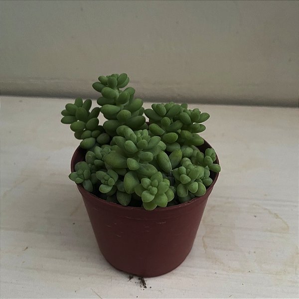 Suculenta Dedo de moça (Sedum pachyphyllum)