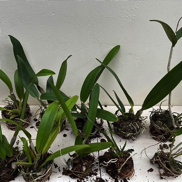 Kit Promoção 10 Cattleyas Adultas Enraizadas Sem Vaso