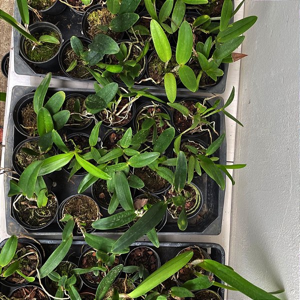 Kit 50 Mudas Pequenas de Cattleya – Promoção Especial