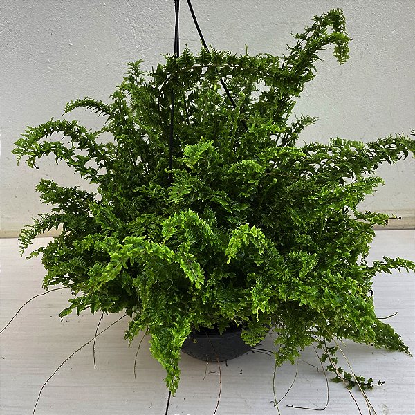 SAMAMBAIA ASTRO CUIA