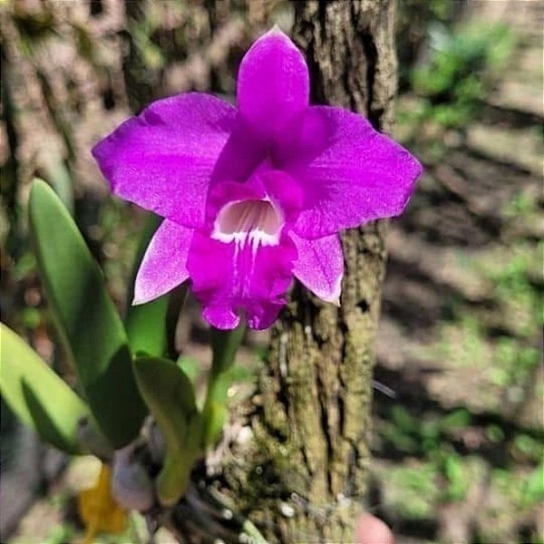 LAELIA SINCORANA