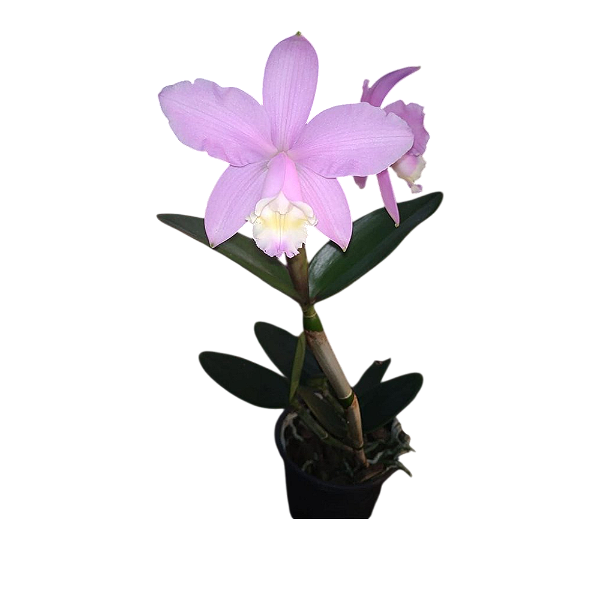 Cattleya harrisoniana tipo