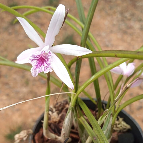 LAELIA LUNDII TIPO