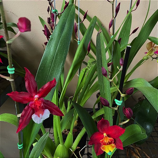 ONCIDIUM HAWAIWAN CORES VARIADOS SEM FLOR
