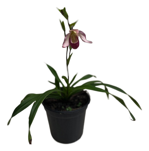 PHRAGMIPEDILLUM ROSA HÍBRIDO