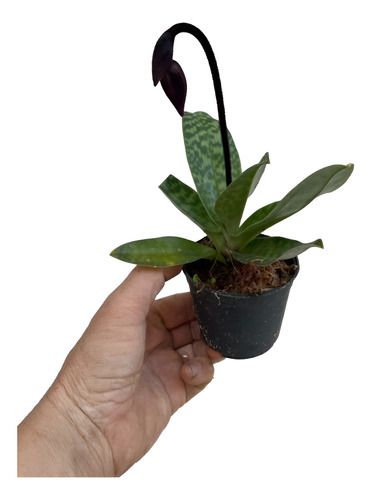 PAPHIOPEDILLUM VARIADOS (SAPATINHO)