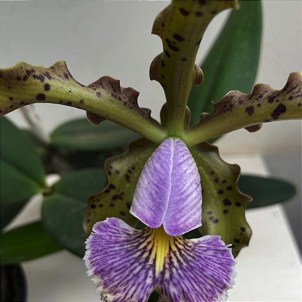 CATTLEYA SCHILLERIANA COERULEA
