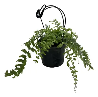 SAMAMBAIA DE METRO  PROMOÇÃO (POLYPODIUM SUBAURICULATUM)