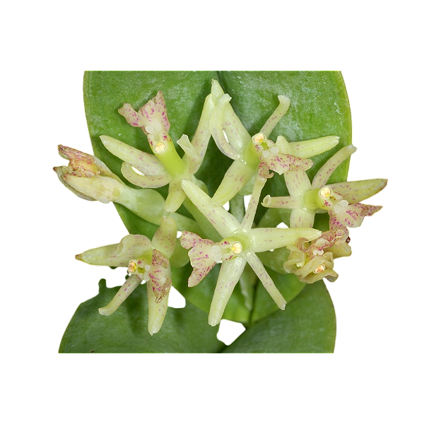 Epidendrum vesicatum